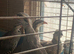 Chukar partridges