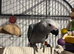 READY NOW STUNNING AFRICAN GREYS