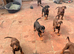 Doberman puppies 1 girl available