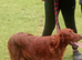 Beautiful red setter