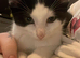 3 month old kitten