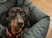 2 year old Dachshund to a good home