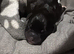 Staffie puppies for sale