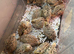Unsexed quail chicks for sale