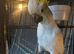 9 yr old cockatoo female