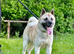 Akita pup