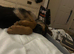 Female puppy
