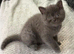 Female British shorthair kitten