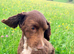 Older boy looking for a home