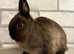 Netherland Dwarf Girl
