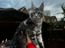 Maine Conn kittens &zwj;