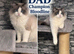 Champion bloodline Ragdolls