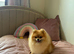 Pomeranian puppies