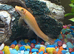 Tropical fish plus tank