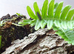 Small Colony of Rough Woodlice (Porcellio Scaber) + you will get a small amount of White Springtails with your Isopods too