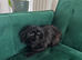 Female KC imperial Shih Tzu