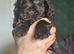 Show Cocker Spaniels