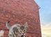 Kitten