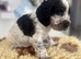 Beautiful full show cocker spaniels