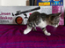 Gorgeous female kitten