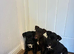 Quality Patterdale Terrier Puppies
