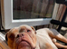 Olde English bulldog