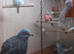 Diamond Dove Colony X 10