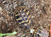 Stunning 1 year old Baby Hermann Tortoises CB in the UK