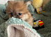 Rare healthy Shirarian puppies health checked