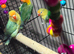 Baby lovebirds