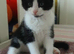 KITTENS - 3 X BLACK AND WHITE &ndash; BORN 28 APRIL