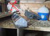 Pigeons for sale