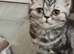 Bsh. Silver Tabby kittens. TICA