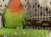 Beautiful semi tame male lovebird