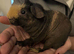 Skinny guinea pigs