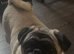 Beautiful fawn pug