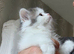 Lovely Scottish fold and straigh kittens
