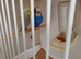 12pairs of breeding budgies for sale