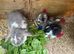 french lop-rex mixed 2for £80