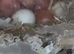Ringneck chicks for sale