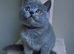 British shorthair kittens