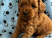 F1b puppies