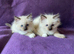 Beautiful Ragdoll Kittens