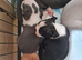 KC registered Boston Terrier puppies