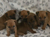 Jack Russell puppies