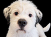Terrier x westie female