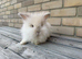 Teddywidder Bunnies – Lovely Bunnies Looking for Loving Homes