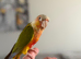 Hand-Reared High Red Pineapple Conure