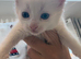 Adorable kittens looking for new homes