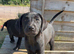 Labrador x whippet